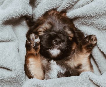 ふわふわタオルで眠る子犬