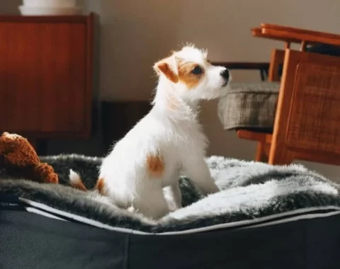 ペットラウンジ