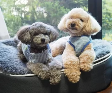 ペットラウンジ