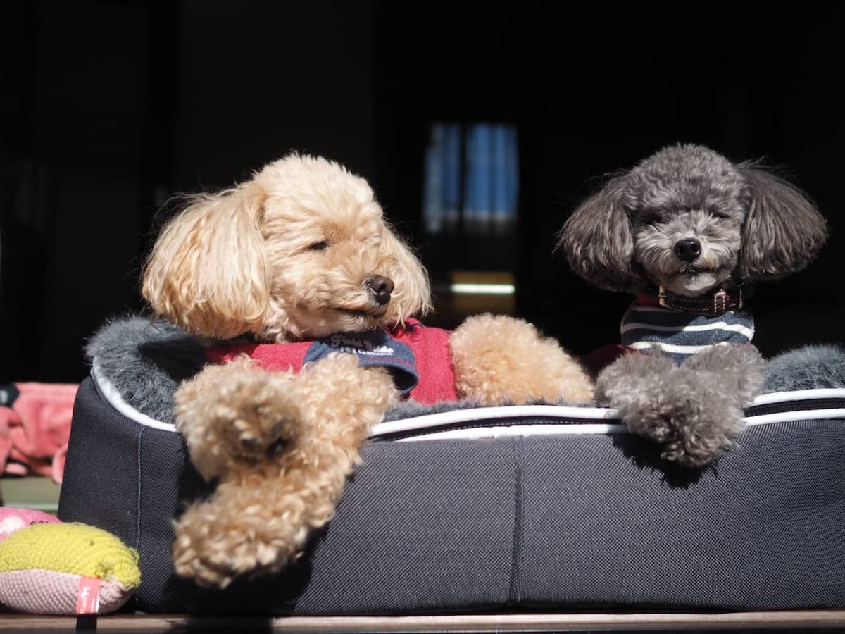 変更OK アンビエントラウンジ 犬ペットラウンジグレーSサイズ 替え