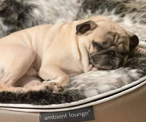 ペットラウンジ