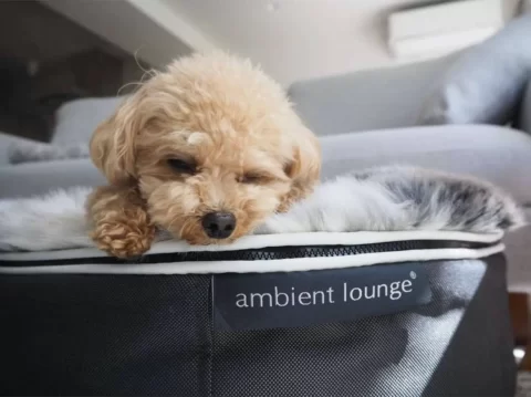 ペットラウンジ