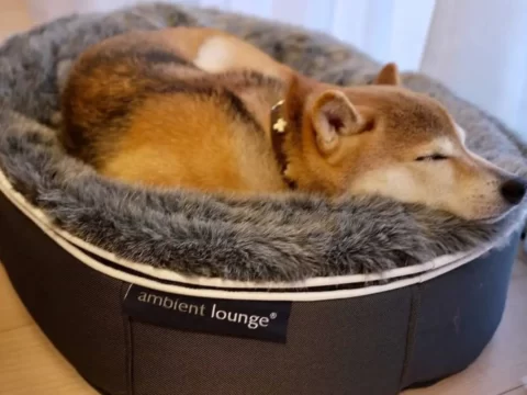 ペットラウンジ